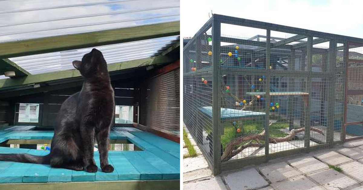 Un homme passe une année entière à construire un espace de jeux incroyable pour sa chatte