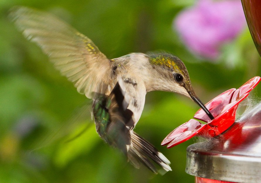 Pour étudier de près les colibris, cet homme a fixé des mangeoires à ses lunettes