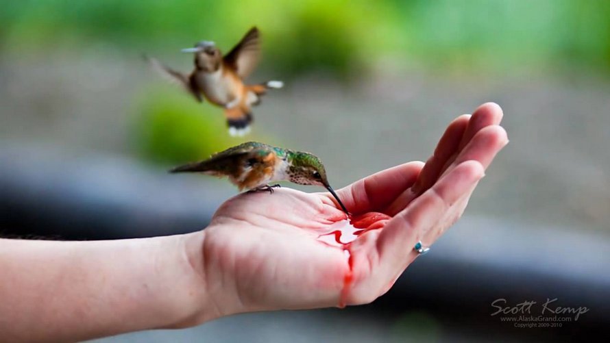 Pour étudier de près les colibris, cet homme a fixé des mangeoires à ses lunettes