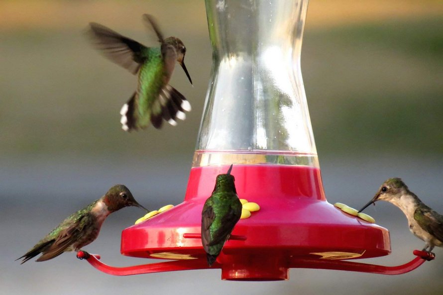 Pour étudier de près les colibris, cet homme a fixé des mangeoires à ses lunettes