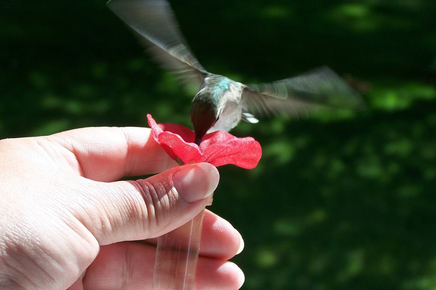 Pour étudier de près les colibris, cet homme a fixé des mangeoires à ses lunettes