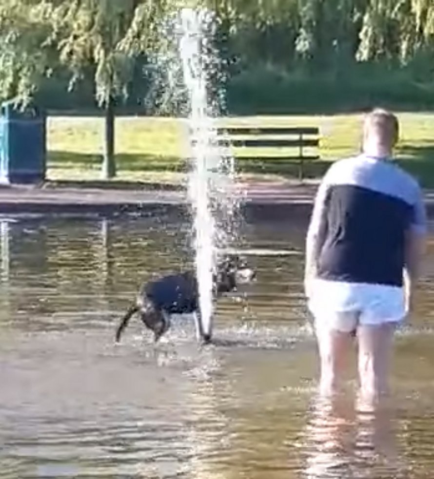Un homme se met en sous-vêtements pour aller chercher une chienne qui refuse de quitter la fontaine