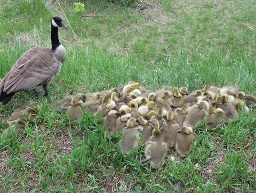 Une maman bernache s’occupe de 47 bébés et les met à l’abri du danger