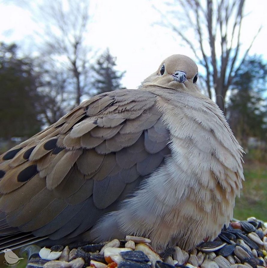 Une femme installe une caméra sur une mangeoire dans son jardin et ces 22 photos sont hors du commun