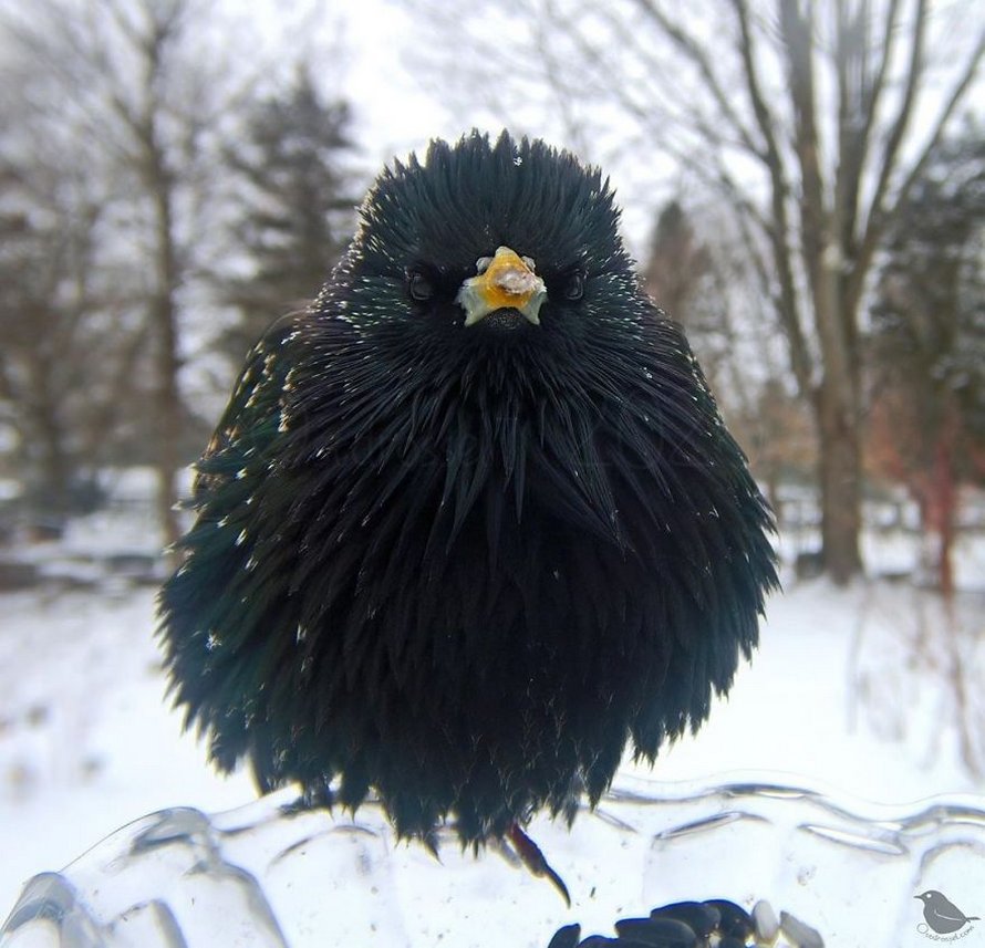 Une femme installe une caméra sur une mangeoire dans son jardin et ces 22 photos sont hors du commun