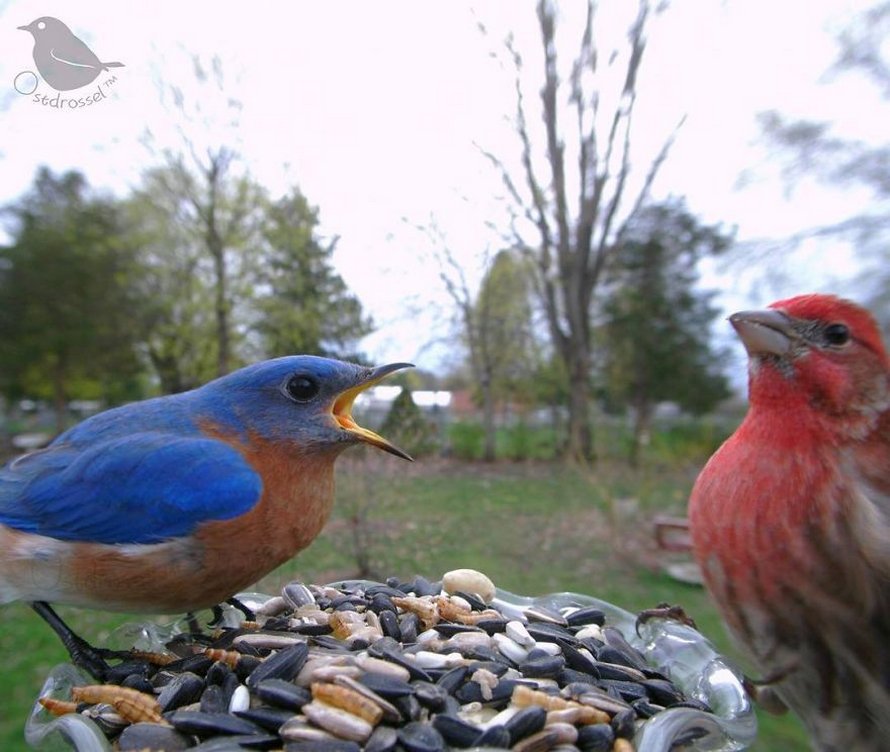 Une femme installe une caméra sur une mangeoire dans son jardin et ces 22 photos sont hors du commun