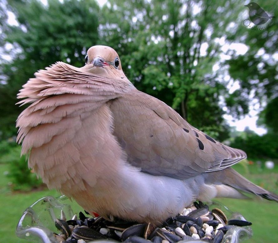 Une femme installe une caméra sur une mangeoire dans son jardin et ces 22 photos sont hors du commun