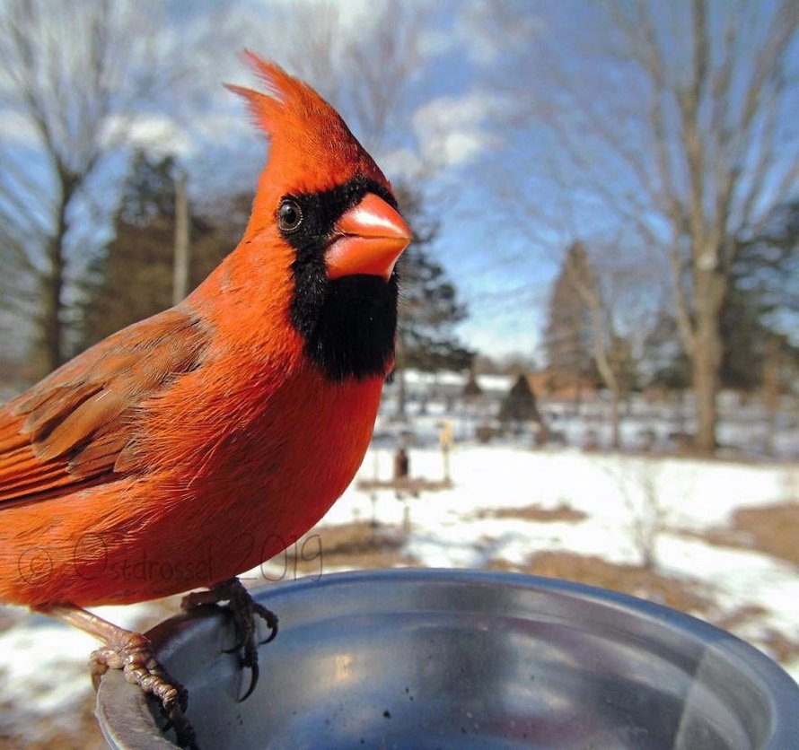Une femme installe une caméra sur une mangeoire dans son jardin et ces 22 photos sont hors du commun