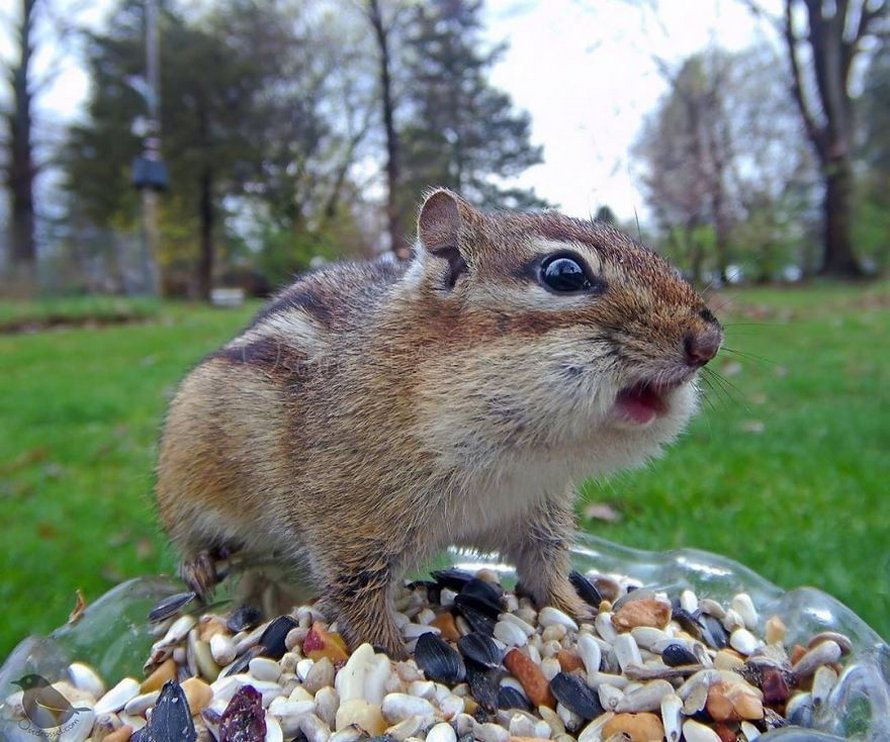 Une femme installe une caméra sur une mangeoire dans son jardin et ces 22 photos sont hors du commun