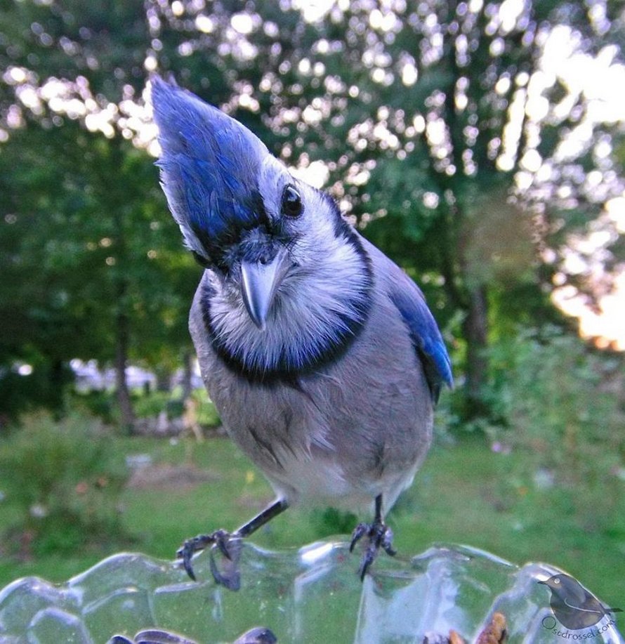 Une femme installe une caméra sur une mangeoire dans son jardin et ces 22 photos sont hors du commun