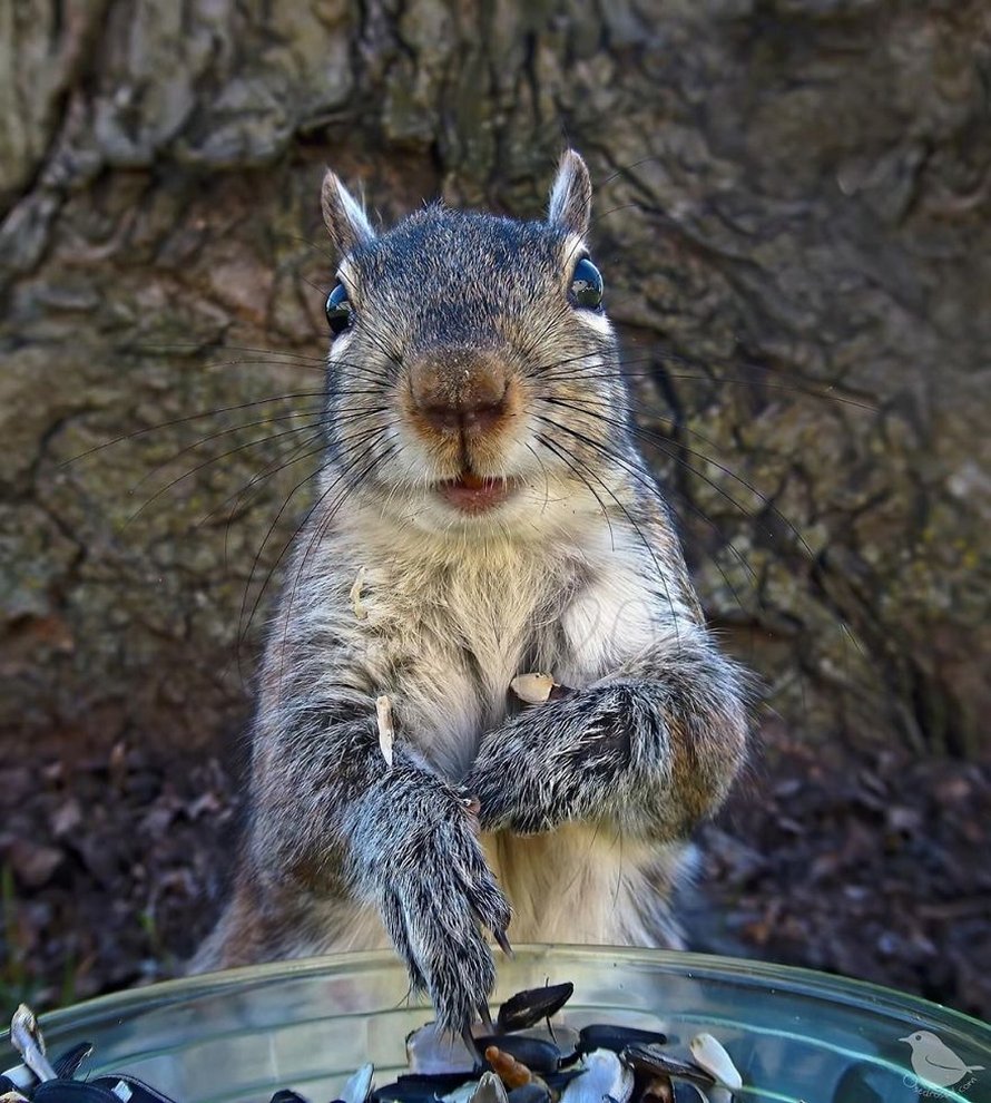 Une femme installe une caméra sur une mangeoire dans son jardin et ces 22 photos sont hors du commun
