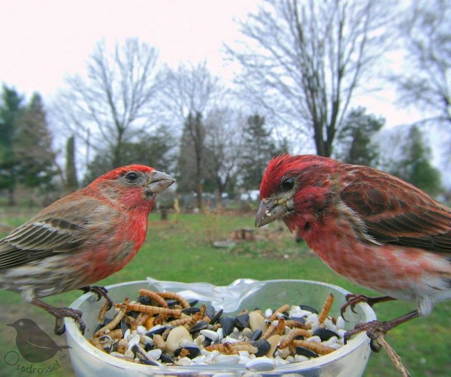 Une femme installe une caméra sur une mangeoire dans son jardin et ces 22 photos sont hors du commun