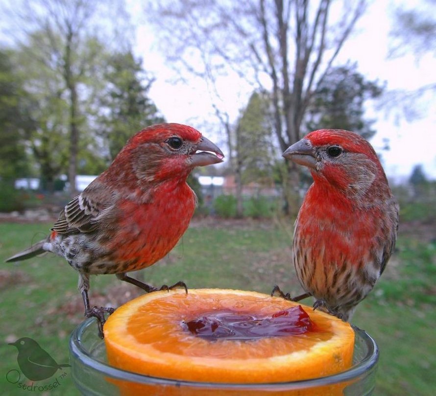 Une femme installe une caméra sur une mangeoire dans son jardin et ces 22 photos sont hors du commun