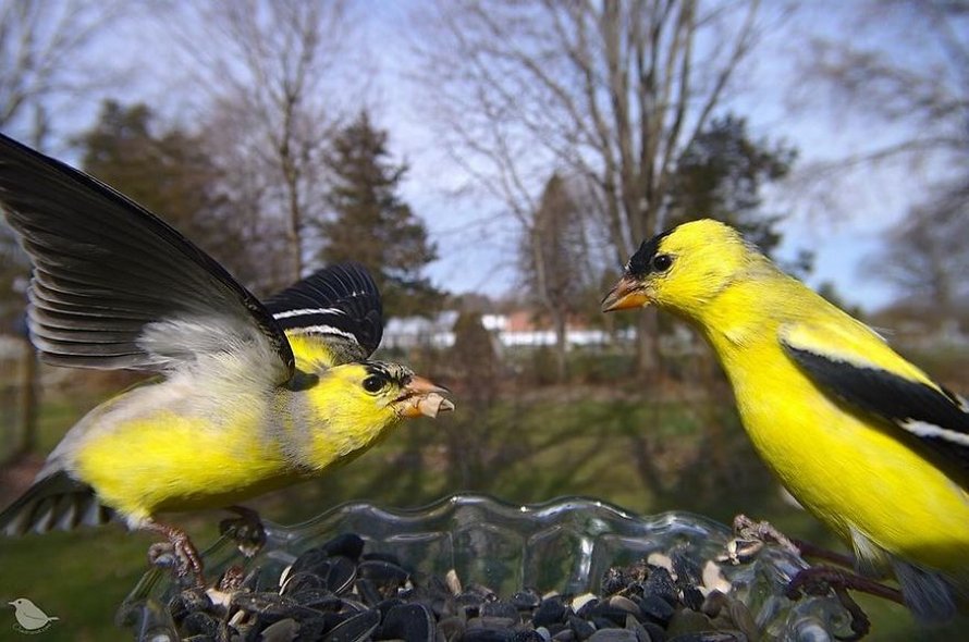 Une femme installe une caméra sur une mangeoire dans son jardin et ces 22 photos sont hors du commun