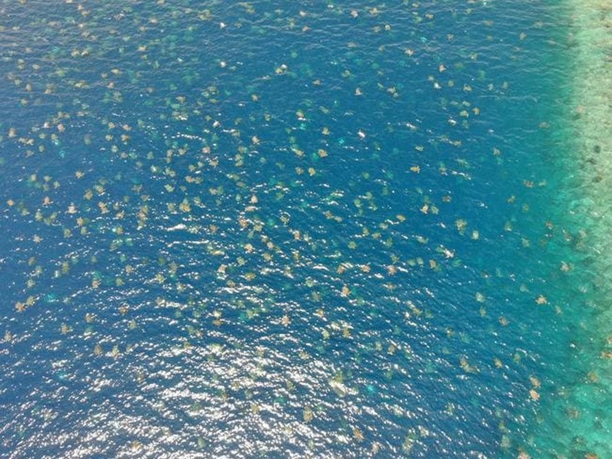 Plus de 60 000 tortues vertes s’apprêtent à nicher en Australie et ces images captées par un drone sont à couper le souffle
