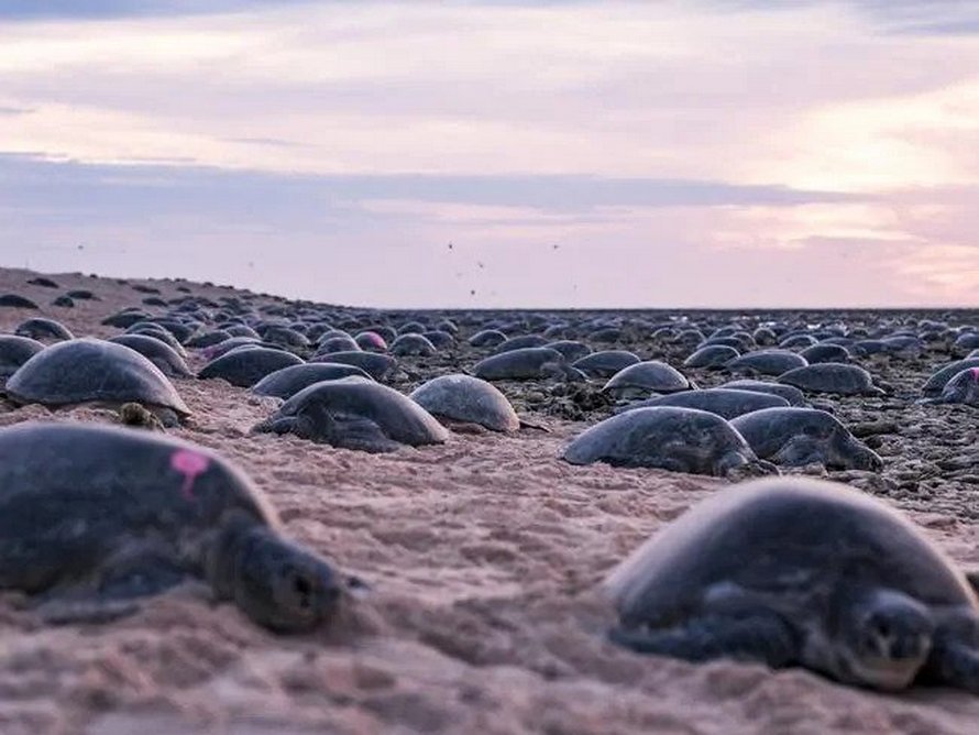 Plus de 60 000 tortues vertes s’apprêtent à nicher en Australie et ces images captées par un drone sont à couper le souffle