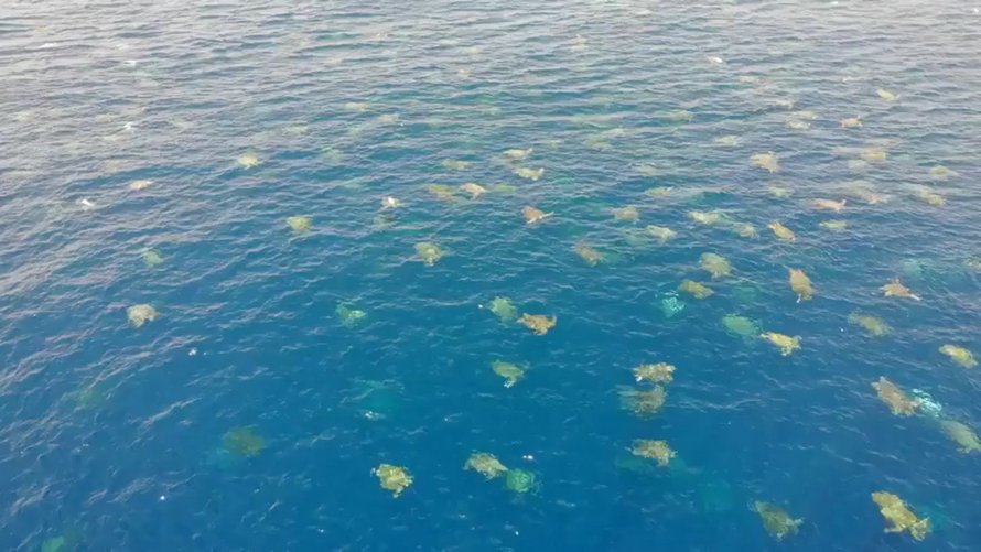 Plus de 60 000 tortues vertes s’apprêtent à nicher en Australie et ces images captées par un drone sont à couper le souffle