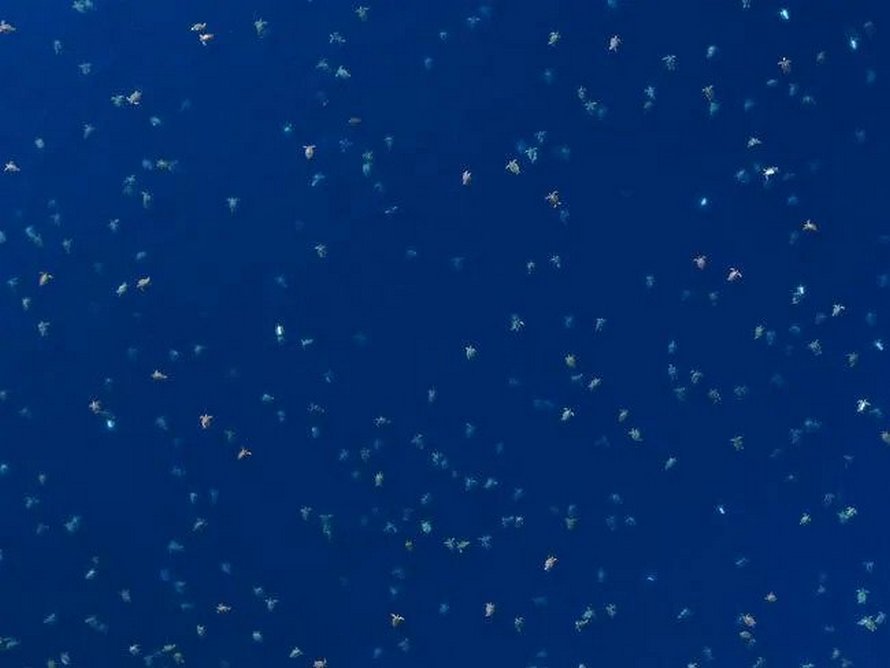Plus de 60 000 tortues vertes s’apprêtent à nicher en Australie et ces images captées par un drone sont à couper le souffle