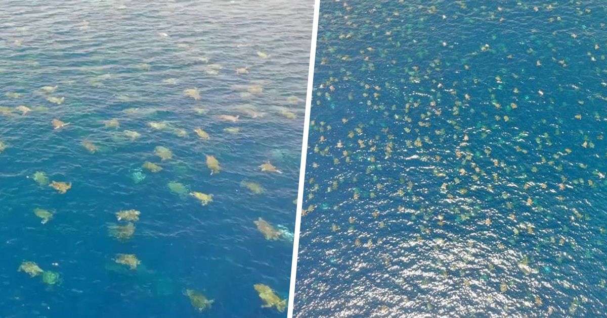 Australie : des drones pour recenser et mieux protéger les tortues marines Australie : des drones pour recenser et mieux protéger les tortues marines