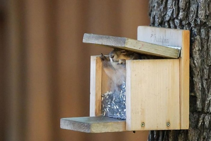 Ces photos d’animaux sauvages sont si pourries qu’elles sont excellentes