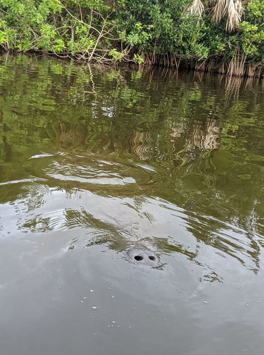Ces photos d’animaux sauvages sont si pourries qu’elles sont excellentes