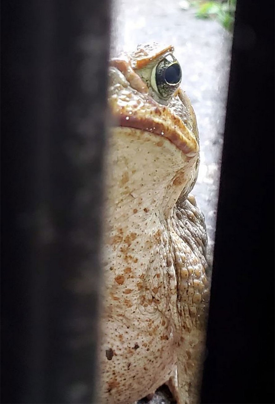 Ces photos d’animaux sauvages sont si pourries qu’elles sont excellentes