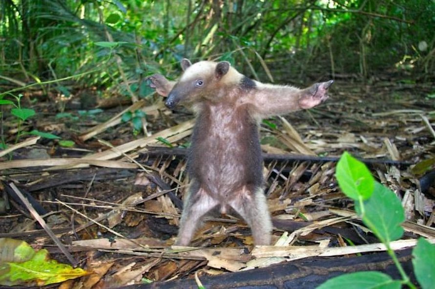 Ces photos d’animaux sauvages sont si pourries qu’elles sont excellentes