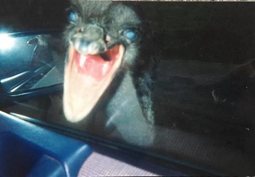Ces photos d’animaux sauvages sont si pourries qu’elles sont excellentes