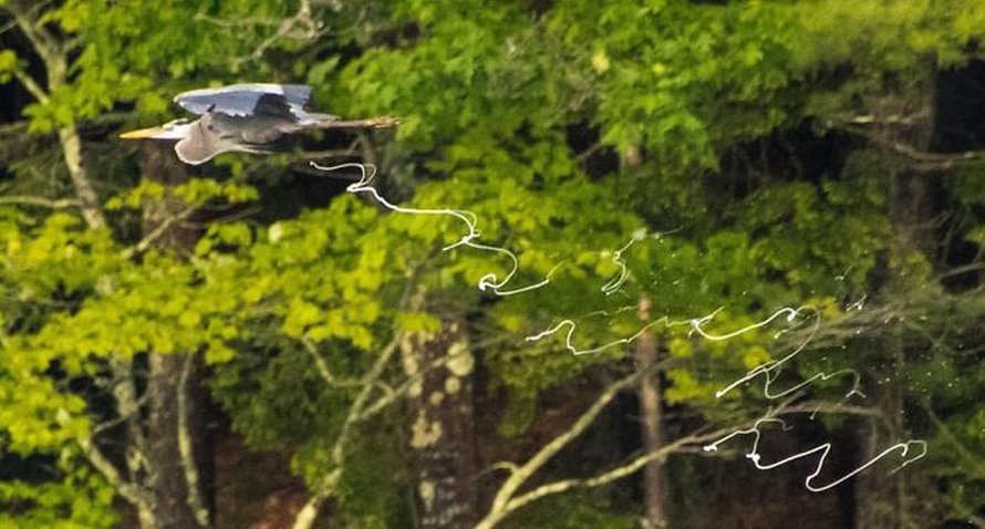 Ces photos d’animaux sauvages sont si pourries qu’elles sont excellentes