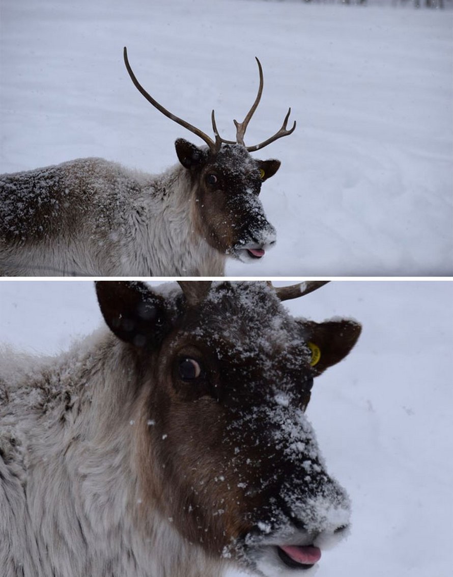 Ces photos d’animaux sauvages sont si pourries qu’elles sont excellentes