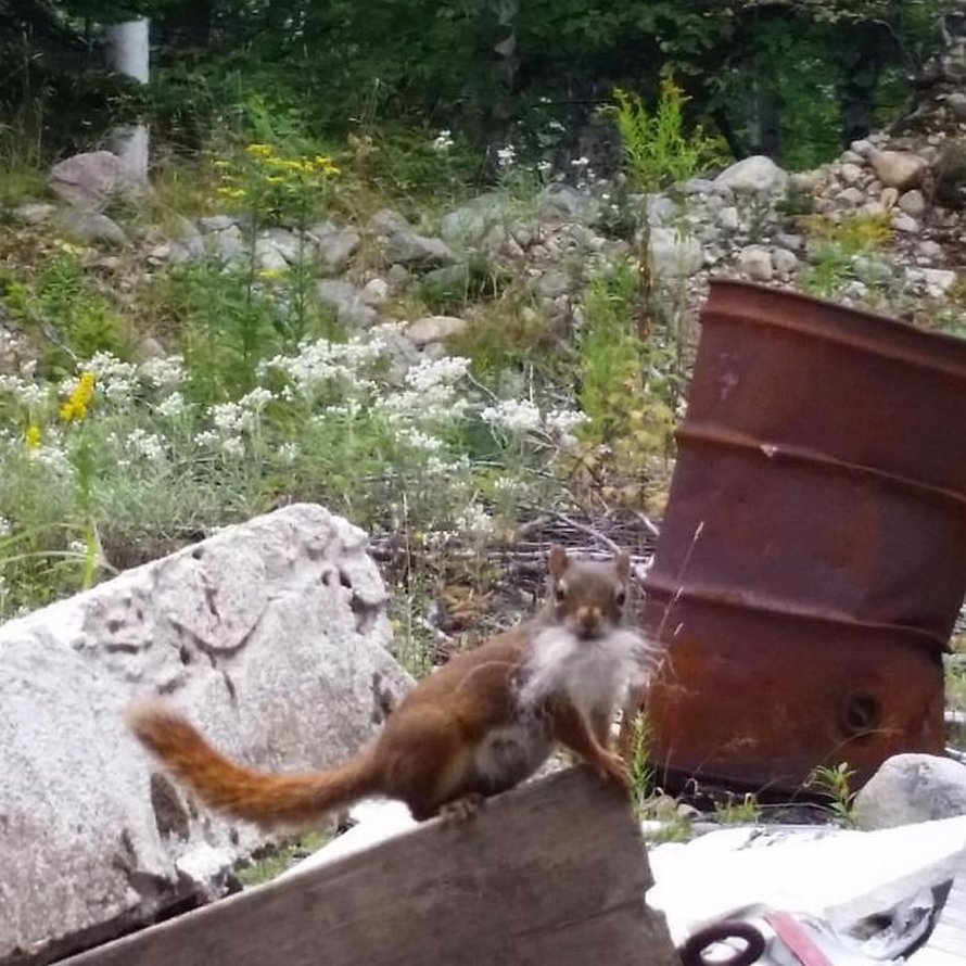 Ces photos d’animaux sauvages sont si pourries qu’elles sont excellentes