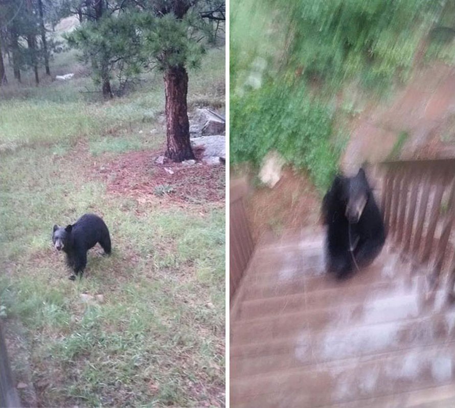 Ces photos d’animaux sauvages sont si pourries qu’elles sont excellentes