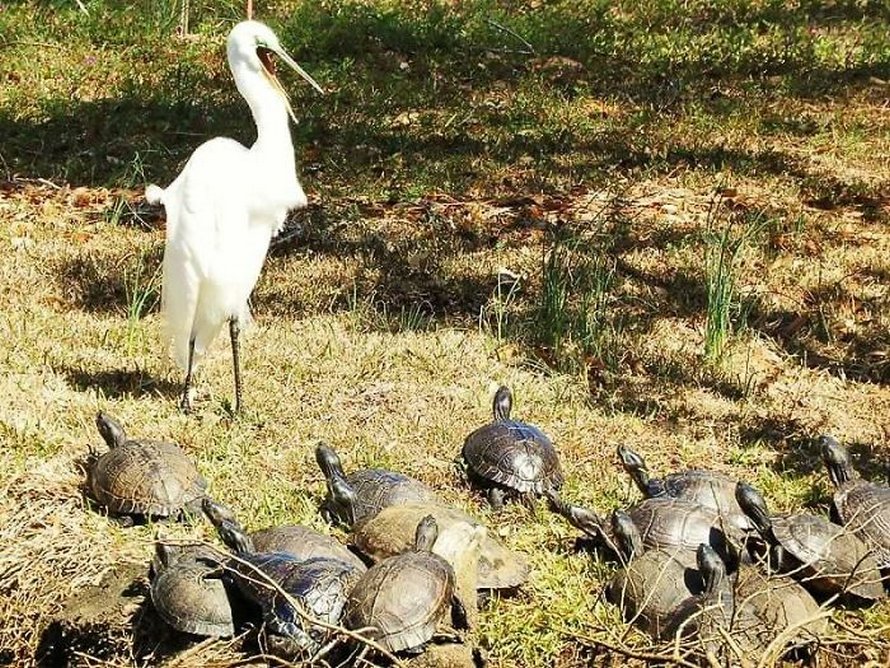 Ces photos d’animaux sauvages sont si pourries qu’elles sont excellentes