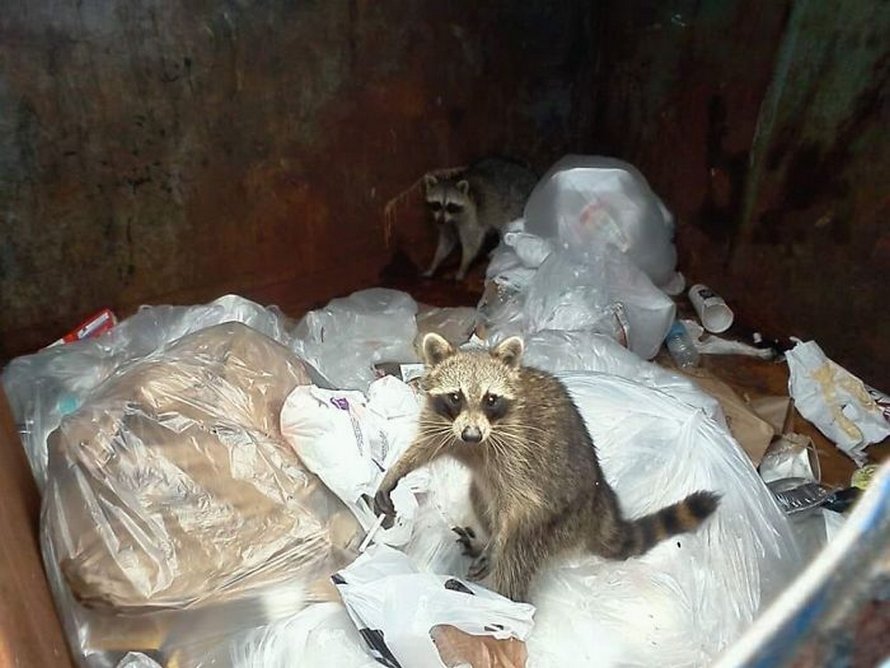 Ces photos d’animaux sauvages sont si pourries qu’elles sont excellentes
