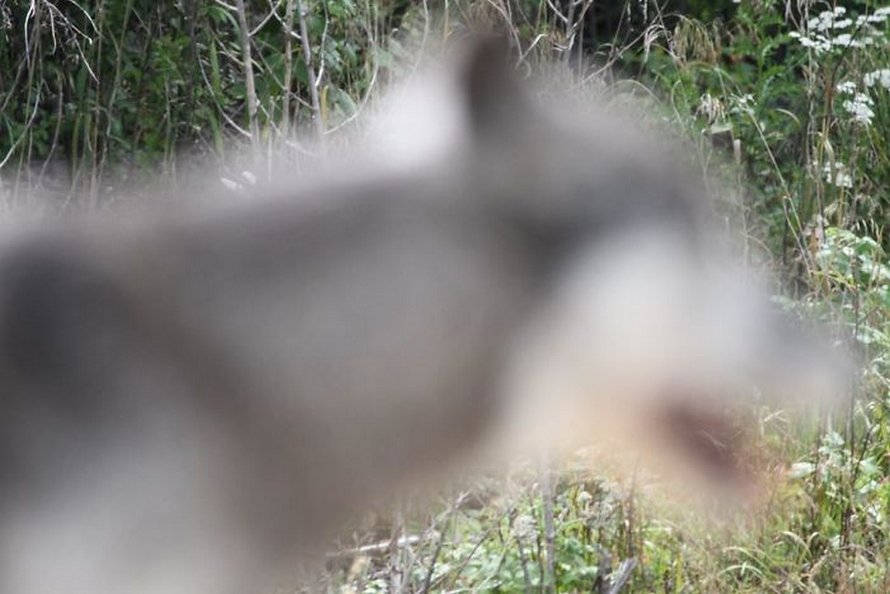 Ces photos d’animaux sauvages sont si pourries qu’elles sont excellentes