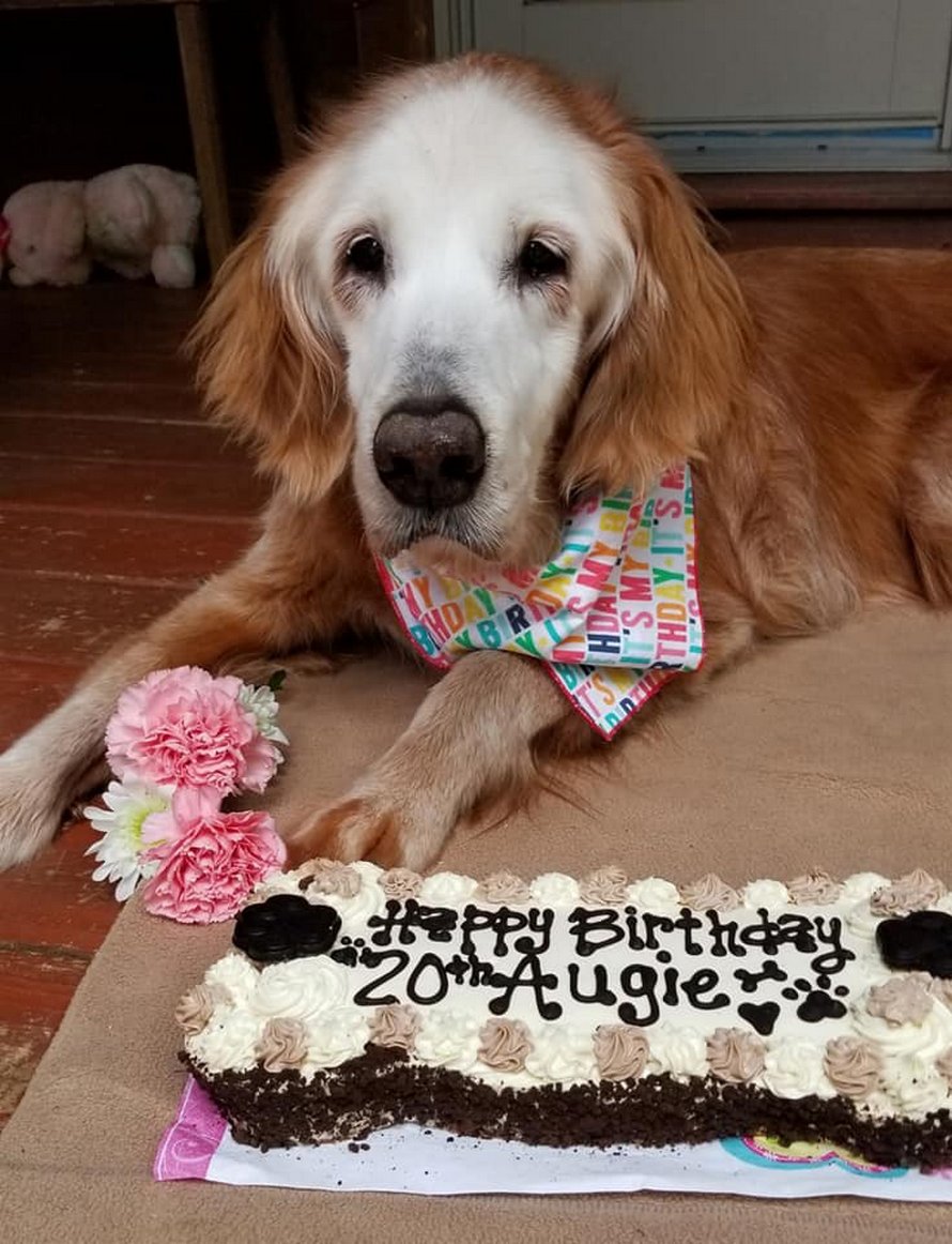 Une Chienne Celebre Son e Anniversaire Et Devient La Plus Vieille Golden Retriever Du Monde Ipnoze Une Chienne Celebre Son e Anniversaire Et Devient La Plus Vieille Golden Retriever Du Monde Ipnoze