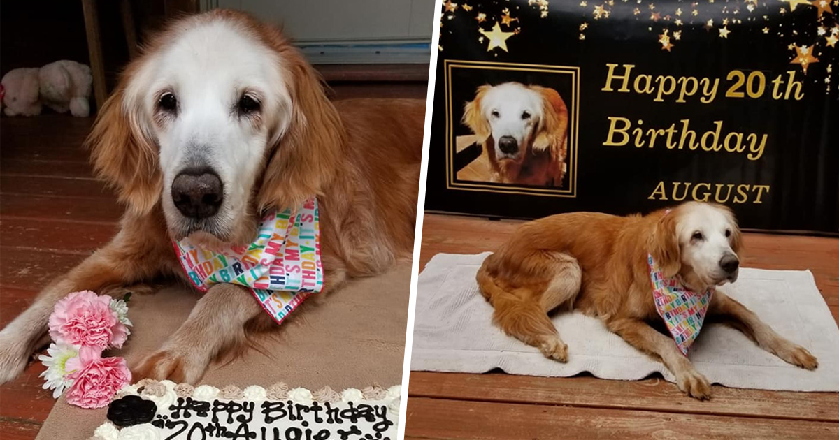 Une Chienne Celebre Son e Anniversaire Et Devient La Plus Vieille Golden Retriever Du Monde Ipnoze