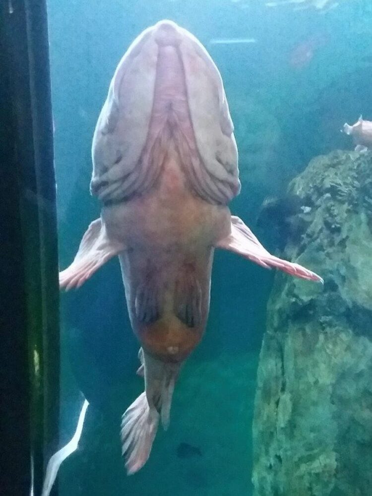 Un Poisson P nis Surprend Les Visiteurs D un Aquarium Par Son 