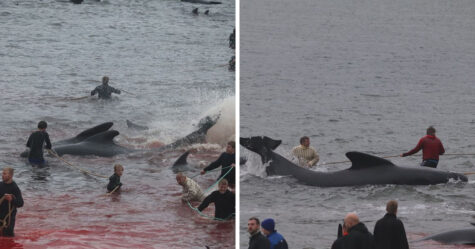 La mer est devenue rouge dans les îles Féroé alors que 250 baleines ont été abattues en une journée lors de la chasse annuelle