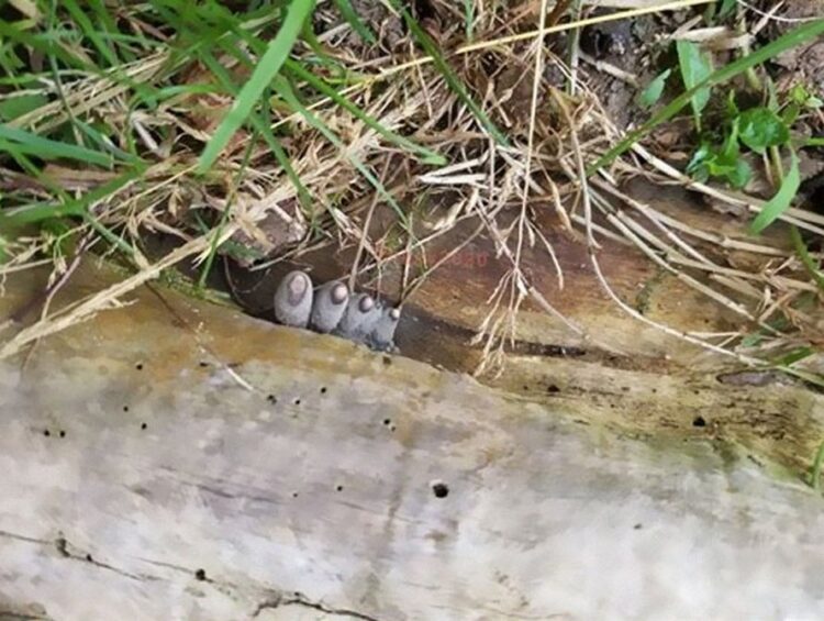 Ce champignon appelé « doigt de l’homme mort » est aussi effrayant qu