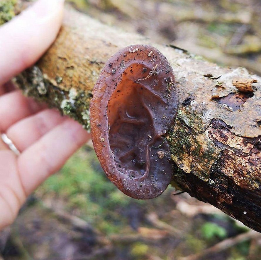 Ce champignon appelé « doigt de l’homme mort » est aussi effrayant qu’il en a l’air et voici 6 photos qui le prouvent