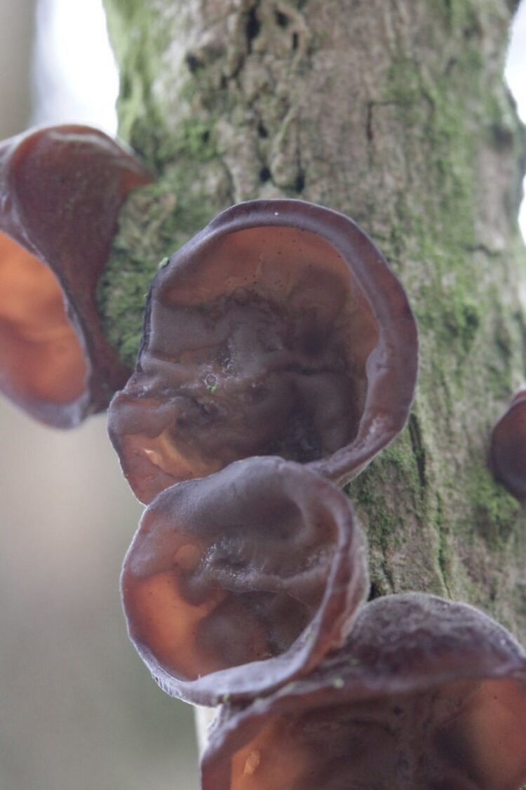 Ce champignon appelé « doigt de l’homme mort » est aussi effrayant qu