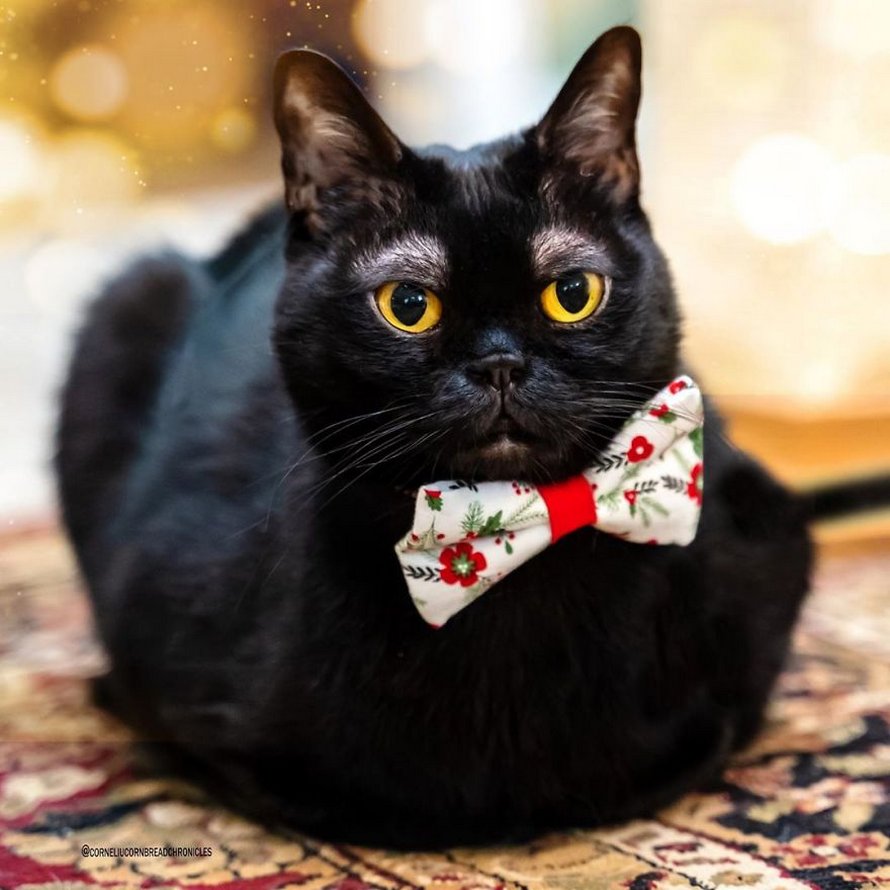 Voici Cornelius Cornbread, l’adorable chaton aux sourcils blancs
