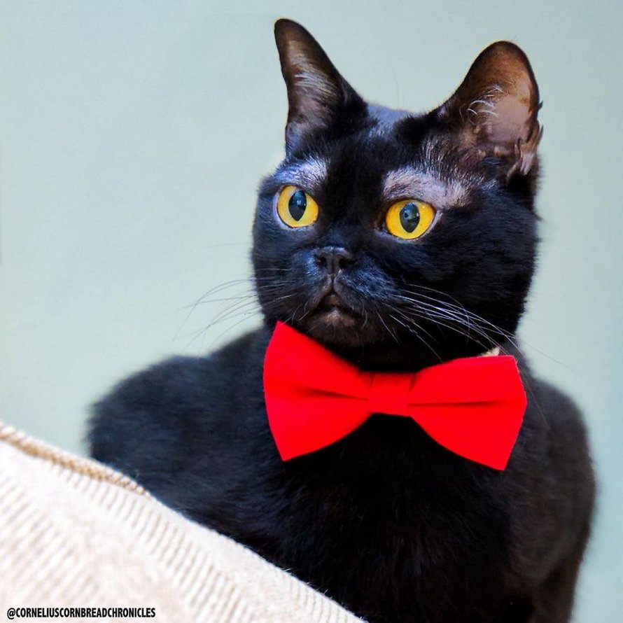 Voici Cornelius Cornbread, l’adorable chaton aux sourcils blancs