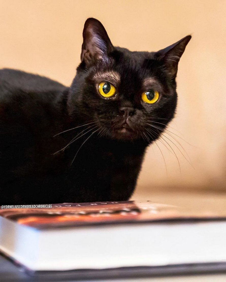 Voici Cornelius Cornbread, l’adorable chaton aux sourcils blancs