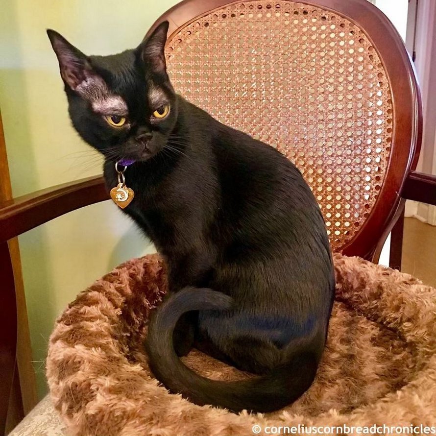 Voici Cornelius Cornbread, l’adorable chaton aux sourcils blancs