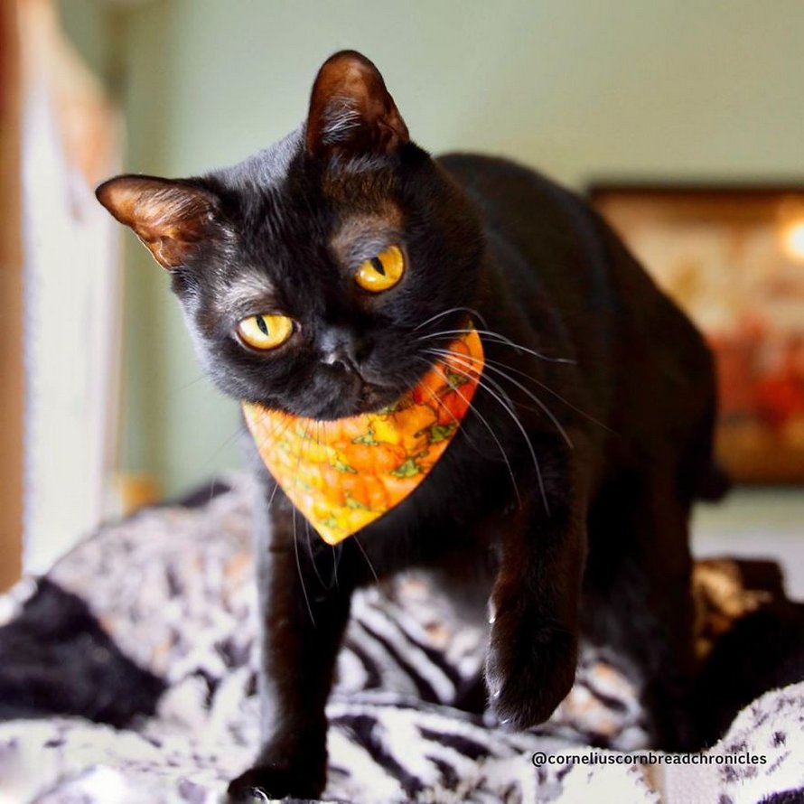 Voici Cornelius Cornbread, l’adorable chaton aux sourcils blancs