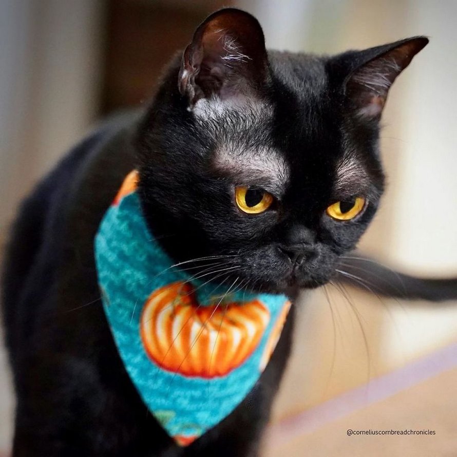 Voici Cornelius Cornbread, l’adorable chaton aux sourcils blancs