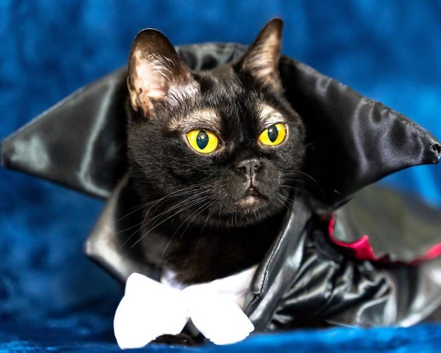Voici Cornelius Cornbread, l’adorable chaton aux sourcils blancs