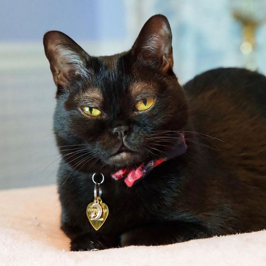 Voici Cornelius Cornbread, l’adorable chaton aux sourcils blancs